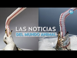 Las noticias del mundo animal