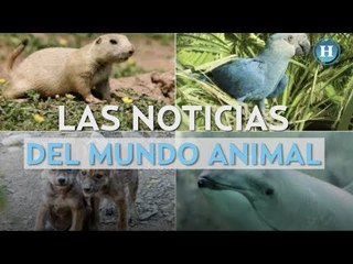 Las noticias del mundo animal
