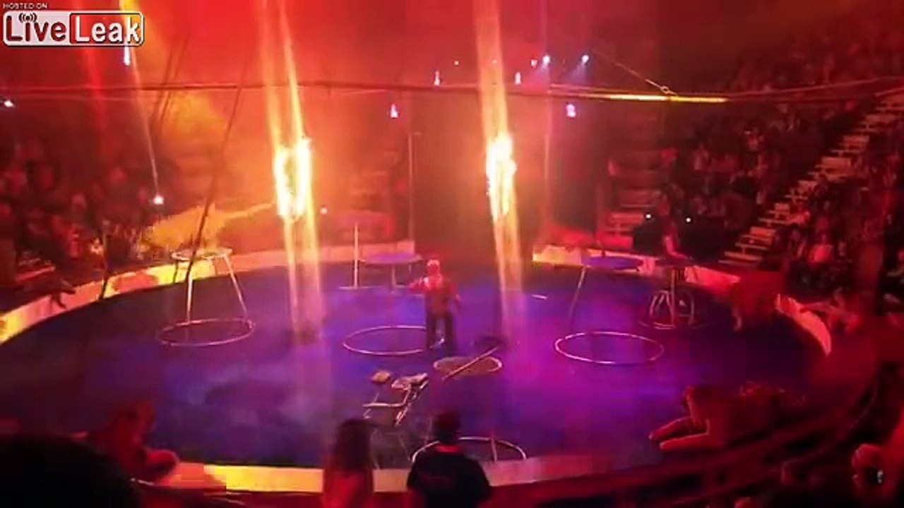 Ce tigre perd connaissance en plein spectacle au cirque !