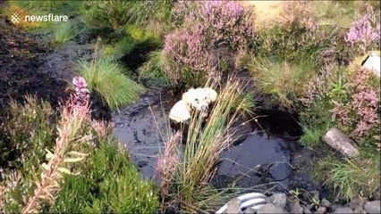 Golden Retriever gets dip-dye in local pond
