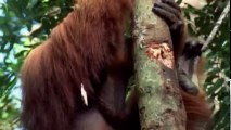 The Wonders of the Animals S01 - Ep07 Great Apes HD Watch