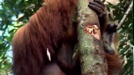 The Wonders of the Animals S01 - Ep07 Great Apes HD Watch