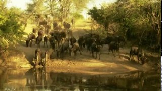 The Wonders of the Animals S01 - Ep08 Crocodiles HD Watch