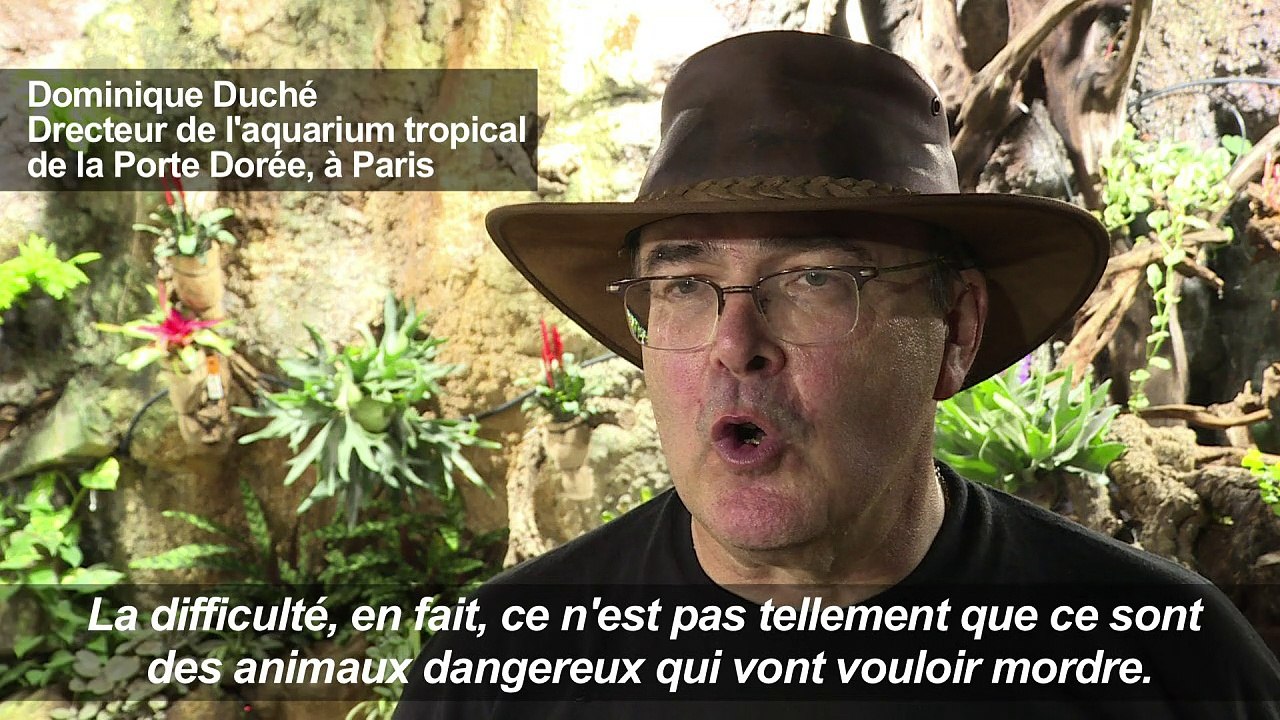 Dans un aquarium de Paris, transfert musclé d'alligators albinos