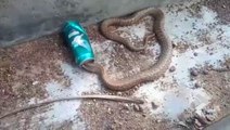 Ce cobra est coincé dans une canette et un homme courageux va le liberer