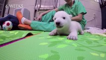 Suivez l'évolution d'un bébé ours blanc adorable