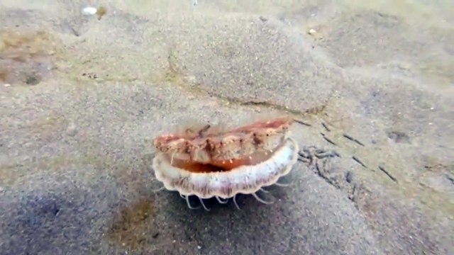 Regardez comment cette coquille Saint Jacques va prendre la fuite