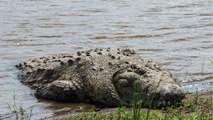 Aterrador vean como un Gigante cocodrilo atrapa a un Siervo desprevenido en el Rio es increible