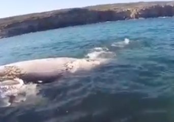 Great White Shark Feeding Frenzy on Whale Carcass at Wattamolla Beach