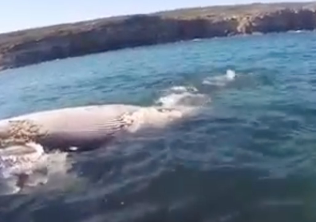 Great White Shark Feeding Frenzy on Whale Carcass at Wattamolla Beach