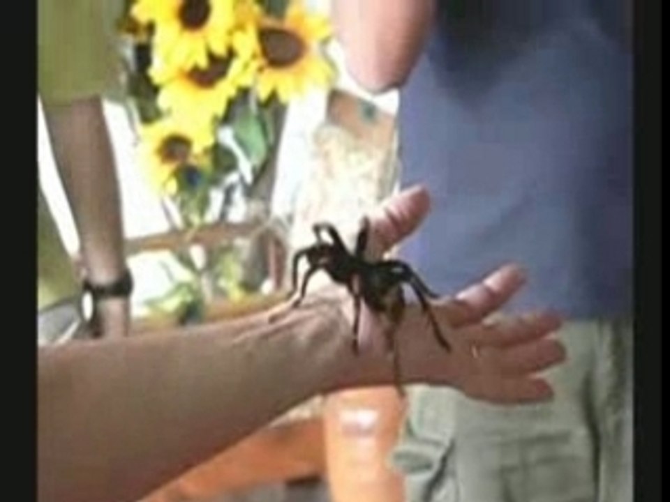 Mygale Costa Rica recherche contact humain hors de la Toile.