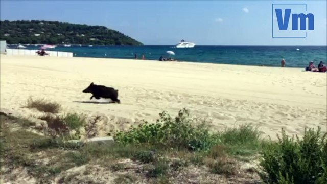 Ramatuelle: les sangliers profitent de la plage de Pampelonne