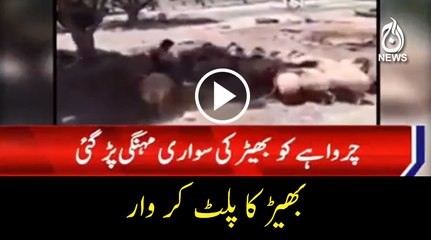 Sheep hit back to shepherd