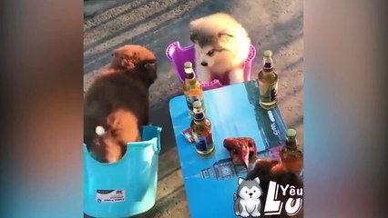 Đại Ngáo Husky (Tập 1) : Tài Lanh và cái kết đắng lòng của Ngáo