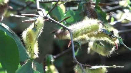 İnegöl Ormanlarında Tırtıl Yoğunluğu
