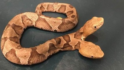 ಅಮೆರಿಕಾದ ವರ್ಜಿನಿಯಾದಲ್ಲಿ ಎರಡು ತಲೆಯ ಹಾವು ಪತ್ತೆ | Oneindia Kannada