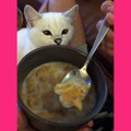 Feeding my cute cat!