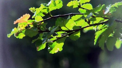 A vendre - Appartement - Riaz (1632) - 3.5 pièces - 96m²