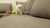 cutest little kitten jumping