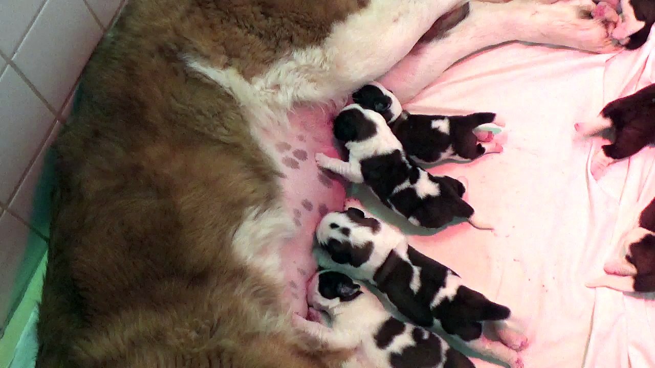 Vidéo du 21/09/2018 [Portée du 17/09/2018 Iris / Gump]
