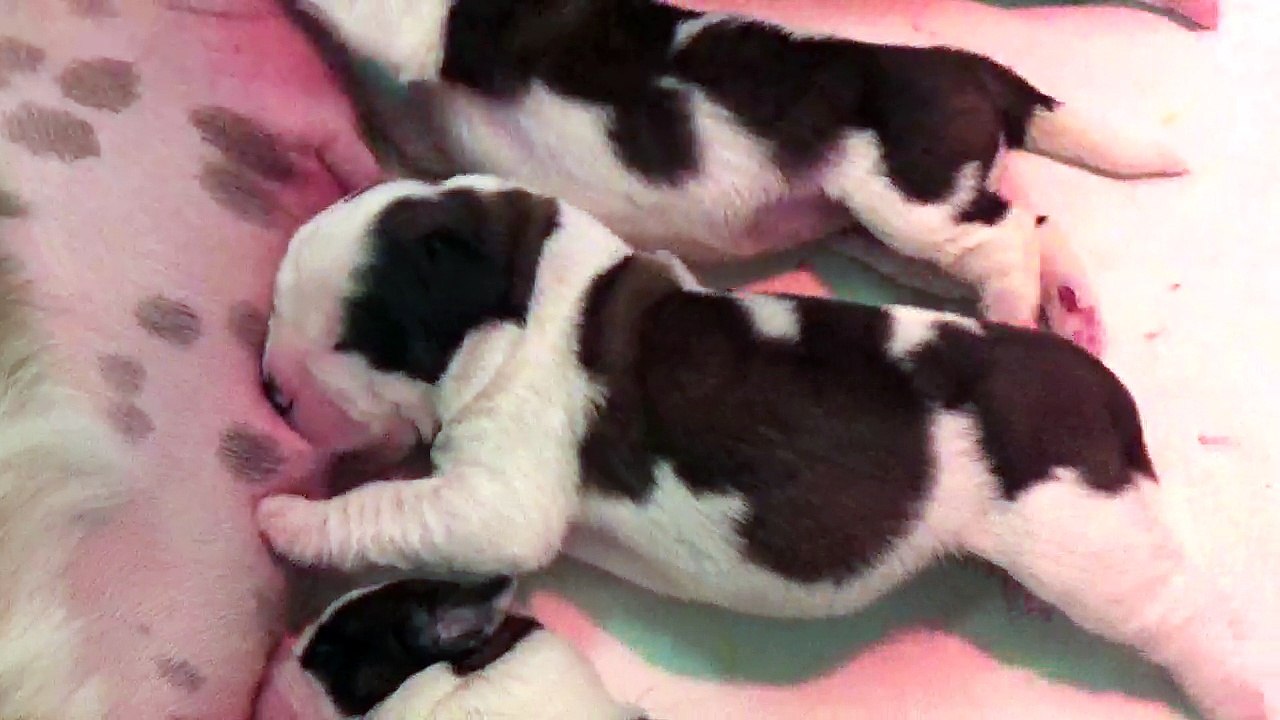 Vidéo du 21/09/2018 [Portée du 17/09/2018 Iris / Gump]