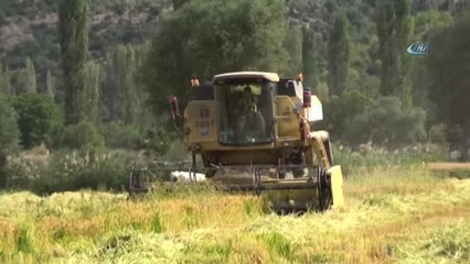 Tosya'da Pirinç Hasadı Başladı