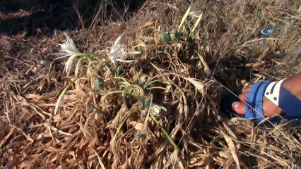 Likya Kum Zambağı'nı koparanlara 48 bin lira para cezası