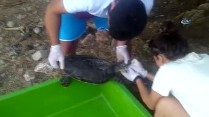 Yaralı Bulunan Yeşil Deniz Kaplumbağası Tedavi Altına Alındı