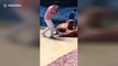 Naughty walrus slaps its friend at ocean park