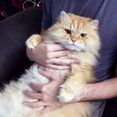 check out my cat with some massage