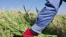 Tescilli pirinçte el emeğiyle hasat - DİYARBAKIR