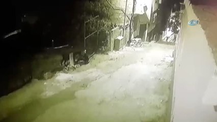 Hayvan Hırsızı Kamerada