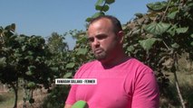 Të kultivosh kivi në Librazhd - Top Channel Albania - News - Lajme