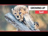 Mischievous Fluffy Cubs Playing with their Parents! | SWNS TV