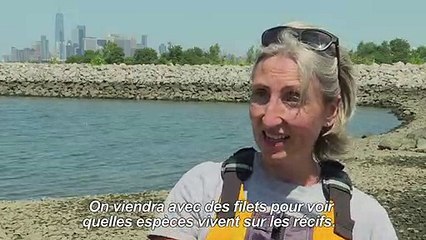 New York: un paradis à huîtres à reconstruire