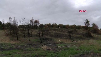Bursa Mudanya'da Yanan Orman Alanının Temizlenmesine Başlandı