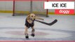 The world’s first ice-skating dog | SWNS TV