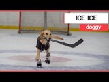 The world’s first ice-skating dog | SWNS TV