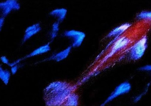 Sailor Encounters Enchanting Bioluminescent Dolphins