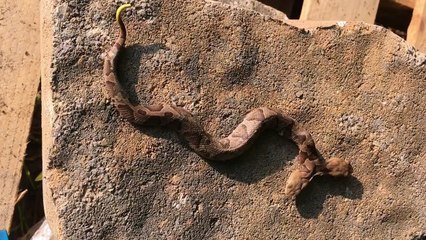 Un spécimen rare de serpent à deux têtes découvert aux USA