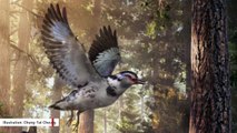 127-Million-Year-Old Fossil Study Reveals Extraordinary Extinct Bird Species