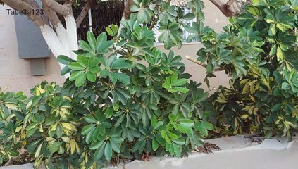 نبات الشفليرا جميل الخضرة | نباتات داخلية و زينة