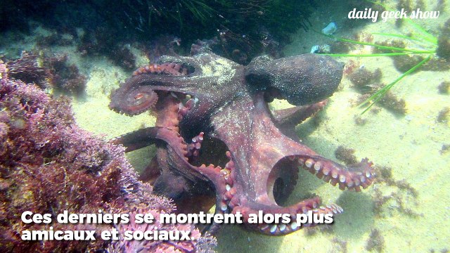 Réputées solitaires, les pieuvres sous ecstasy sont aussi tactiles et sociables que l'humain