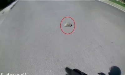 Motosikletli genç kaplumbağayı ezilmekten kurtardı