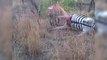 Ce léopard va regretter son geste face à un zèbre en décomposition