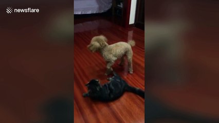 Poodle shows off moves by body slamming cat during fight