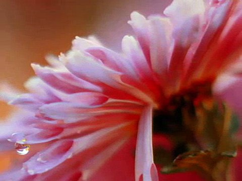 Лили Иванова Вярвай Ми