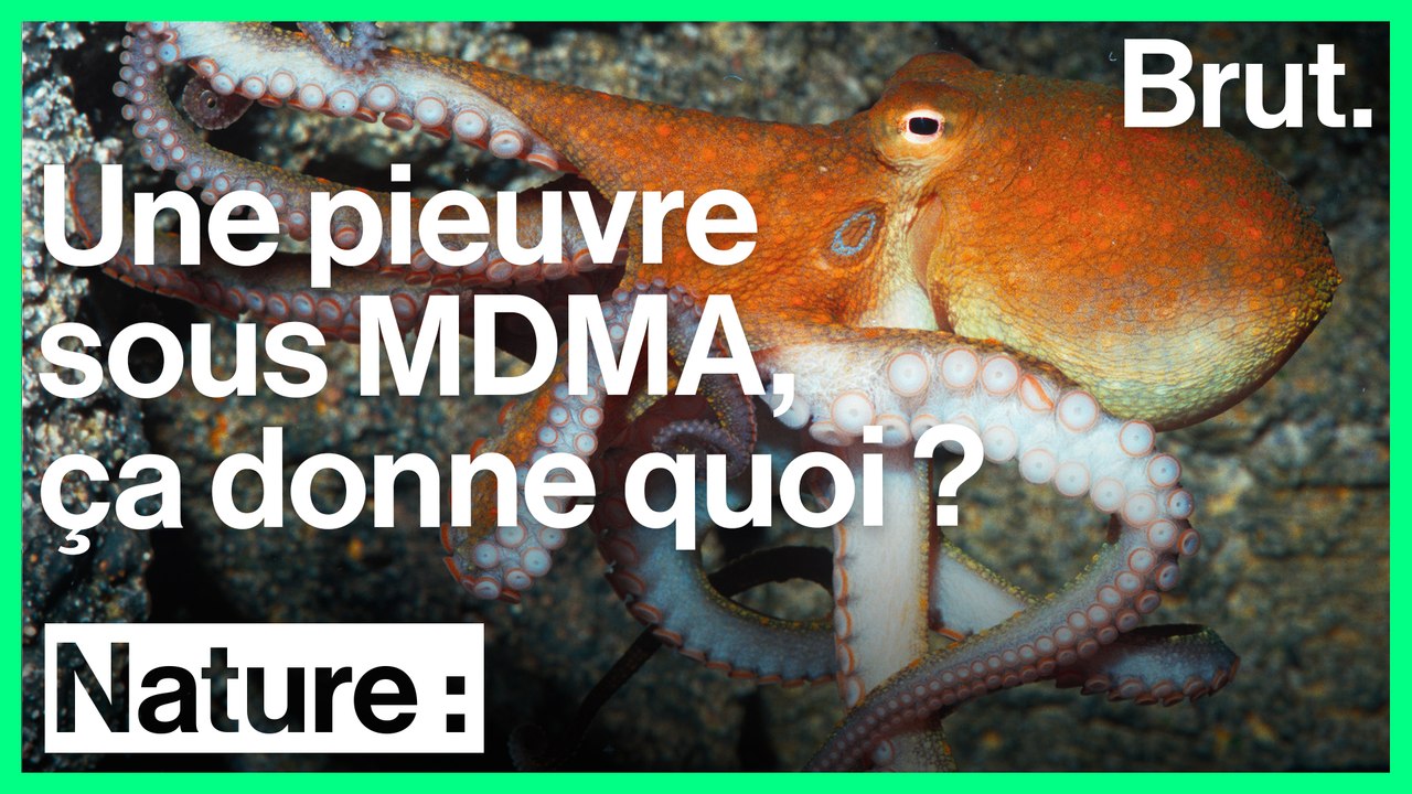 Des scientifiques testent la réaction de pieuvres sous ecstasy