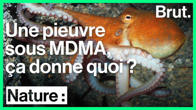 Des scientifiques testent la réaction de pieuvres sous ecstasy