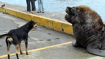 Un chien vient hurler avec des lions de mer... pas très mélodieux